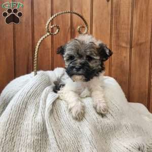 Jewel, Havanese Puppy